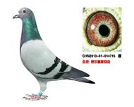 贺尔梅斯灰胖子直孙女