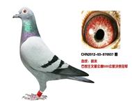 石家庄文星公棚冠军