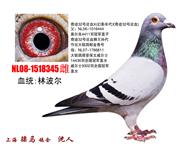骠马8345