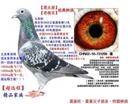 莫家旺超远程经典