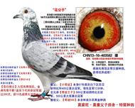 花公子【苍白骑士近亲种鸽】