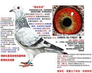 苍白贝贝【苍白骑士近亲种鸽】