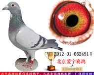 林波尔 正点鸽舍