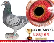 灰白条  正点鸽舍