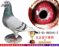 灰白条 砂 林波尔 正点鸽舍