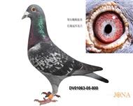 贺尔梅斯“05巴塞”直系鸽等