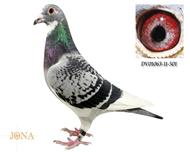 深色、奥林匹克血系