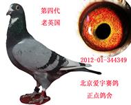 老英国  第四代