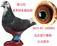 老英国  第七代