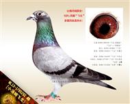 【小汤姆飞戈】“飞戈”直孙女！