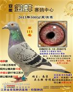 江苏金双强种鸽基地·特留公棚种鸽