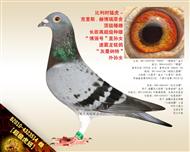 【超级虎妞】“博强”直孙女！