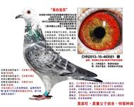 苍白宝贝【苍白骑士近亲种鸽】