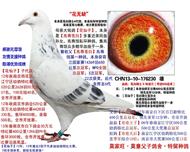 花无缺【苍白骑士近亲种鸽】