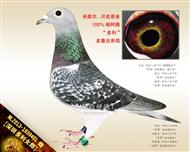 【深斑多利女郎】“多利”极端近亲！