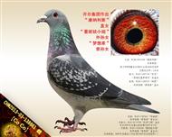 【CoCo】“康纳利斯”直女！