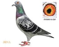 黄金巴塞曾孙女