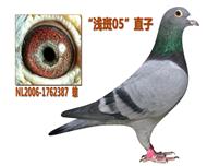 【爱亚卡普“浅斑05”直子】