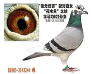 【绝无仅有--花木兰之姑】