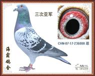 三次亚军008（已售）