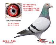 作出300，500公里冠军(己售西安)