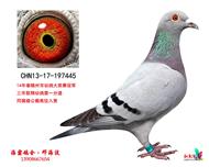 冠军中的冠军（已售北京）