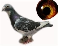 比利时原环子代   （已售）