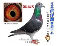 2012年江蘇洪澤湖賽鴿中心225名