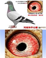 公棚高位奖获奖鸽