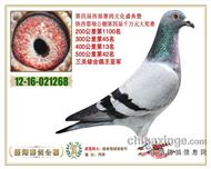 公棚高位奖获奖鸽欣赏