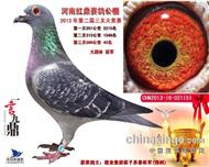 公棚高位奖获奖鸽欣赏