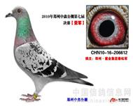 公棚高位奖获奖鸽欣赏