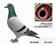 公棚高位奖获奖鸽欣赏