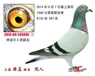 骠马5095