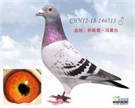 南方“鸡婆”孙代