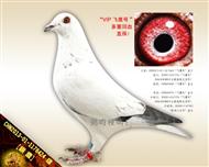 【銀鷹】“飞鹰号”多重回血直孫！