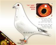 【金鷹】“飞鹰号” 极端回血直孫女！