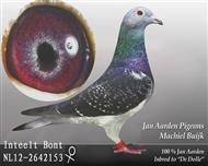 杨阿腾-多利  （已售）