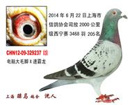 骠马9237