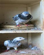 比利时乔思-托内家族血脉麒麟花