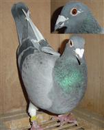 【福洛.英格斯178直女】