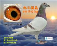 荣安家族基础种雌亚军