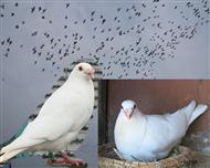 比利时乔思-托内家族血脉