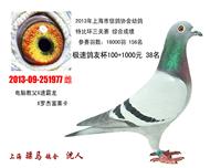 骠马1977
