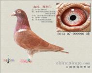 （300公里冠军）之子 已售