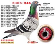 雌鸽王249号