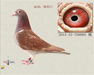 （300公里冠军）之子 已售