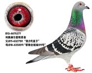 奥林匹克003近亲之孙