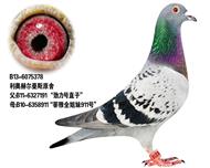 奥林匹克003近亲之孙女