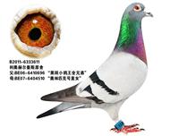 奥林匹克003外甥